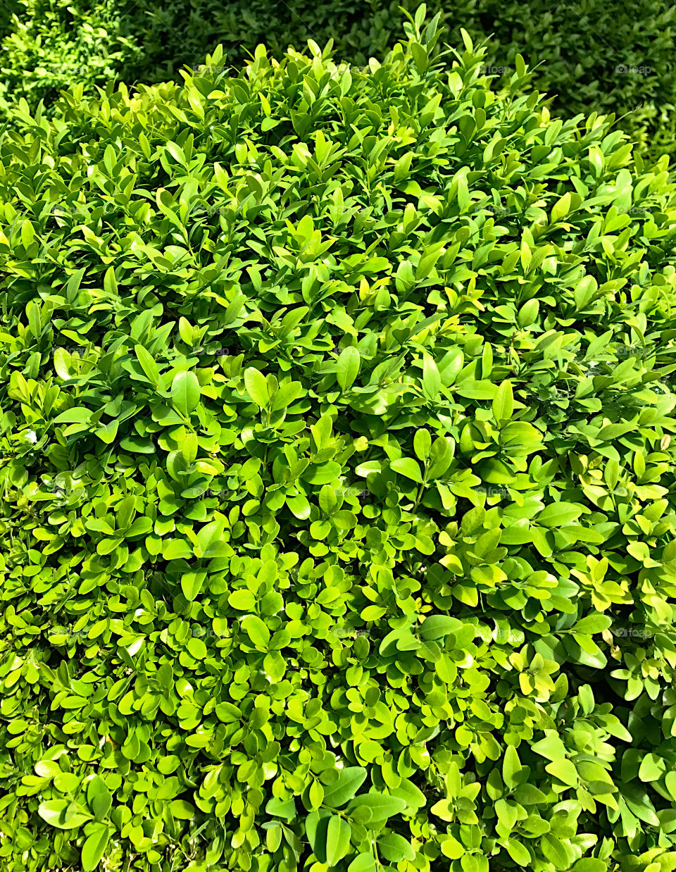 Green buxus