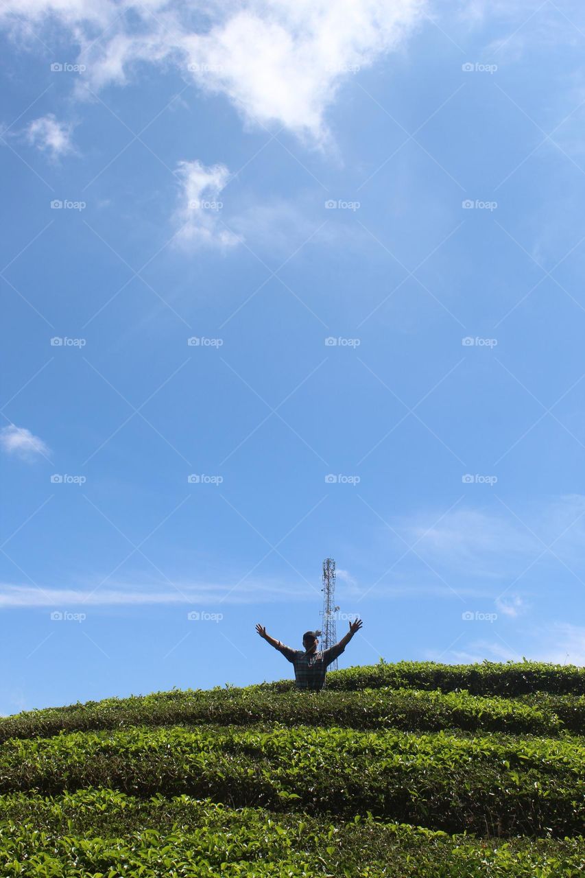 in the middle of a tea garden