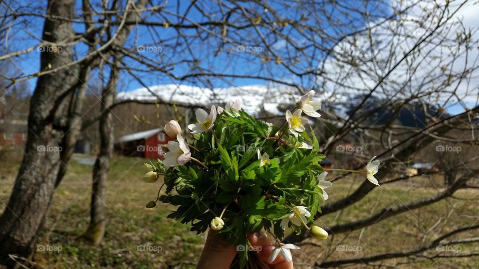 A true sign of spring Swedish. When you can pick a bouquet of anemones!!