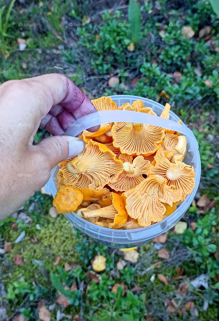 mushroom in the hand, love earth