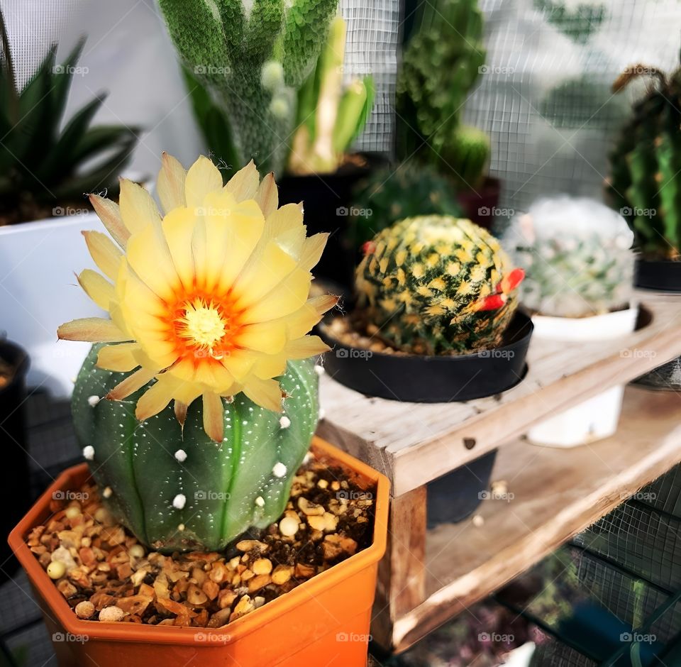 flower cactus in a garden