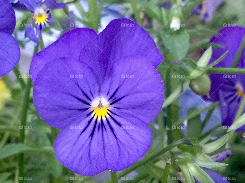 Purple pansy