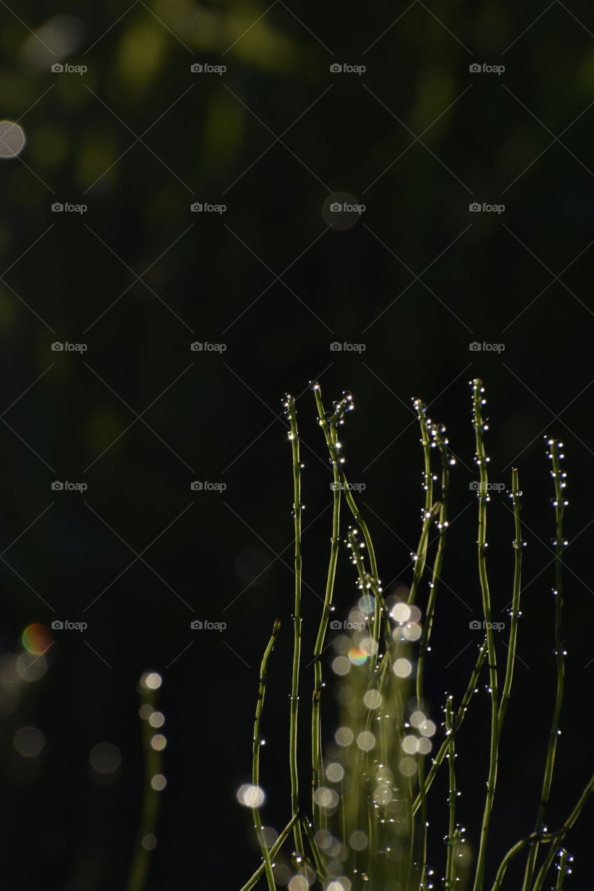 Morning sunny summer green grass with water splash 
