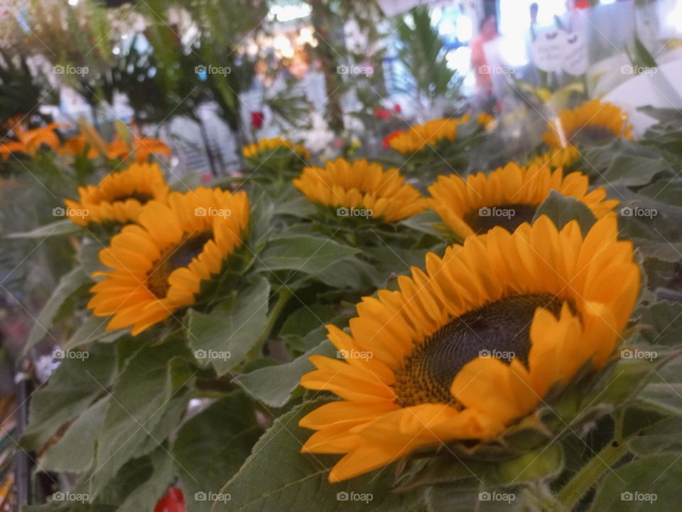 Girassol é uma planta originária da América do Norte e, da América Central, seu nome científico é Helianthus Annus e, faz parte da família das Compositae, também conhecidas como margaridas. com caule grosso, ereto e robusto