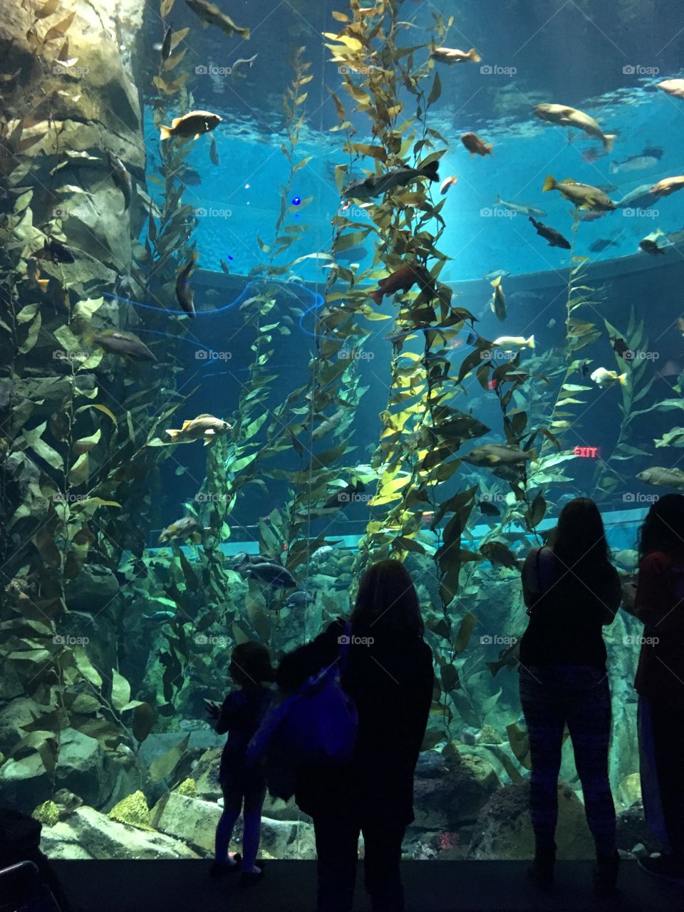 Family visits aquarium