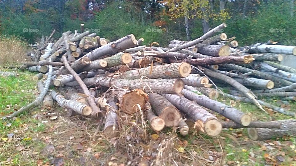 Cut Logs