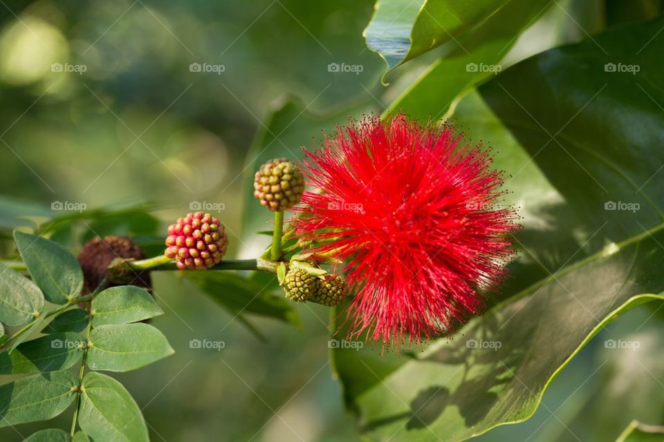 Red Calliandra flowers blooming in the garden