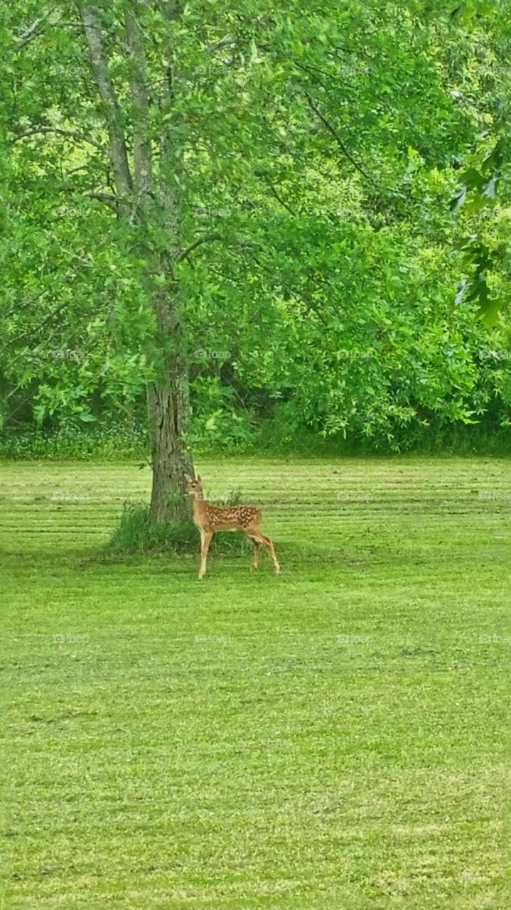 Tiny new baby deer..frolicking about without his mama