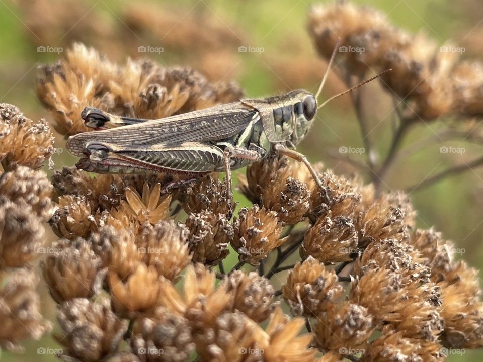 Grasshopper on a bed of brown dried flowers...