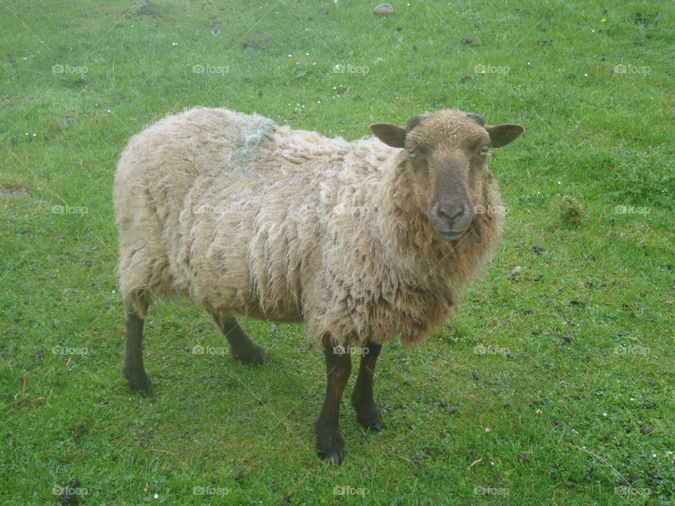 sheep in Scotland