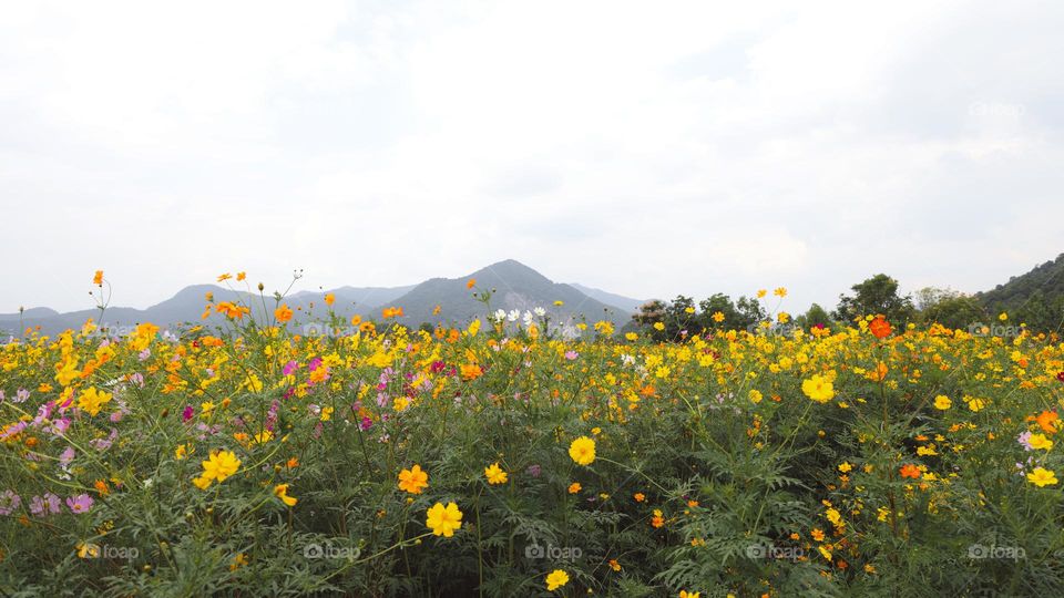 在铜鉴湖看花