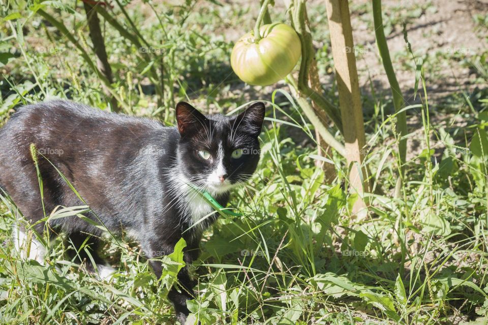 Cat in the garden among grass