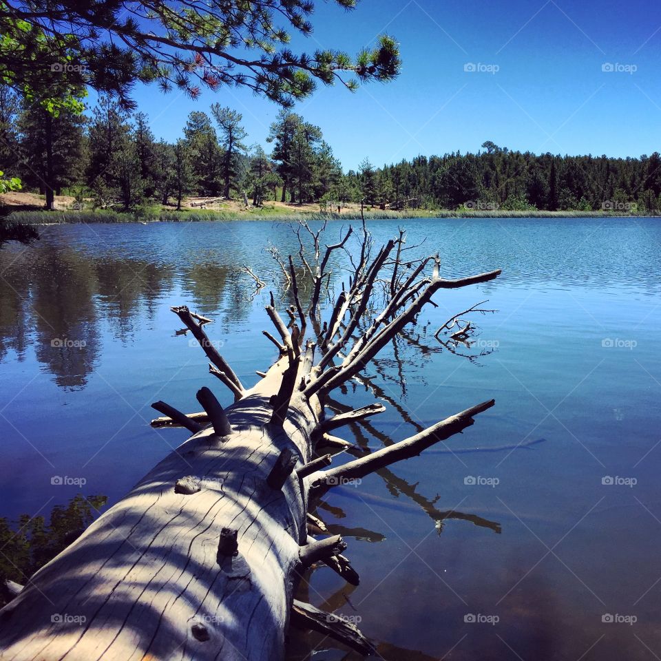 Tree in lake 