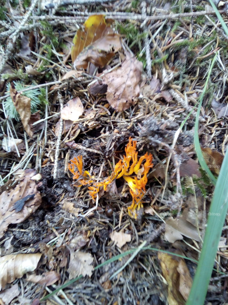 Mushrooms of the Black Forest