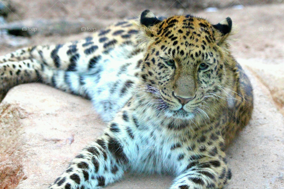 Rare Amur Leopard