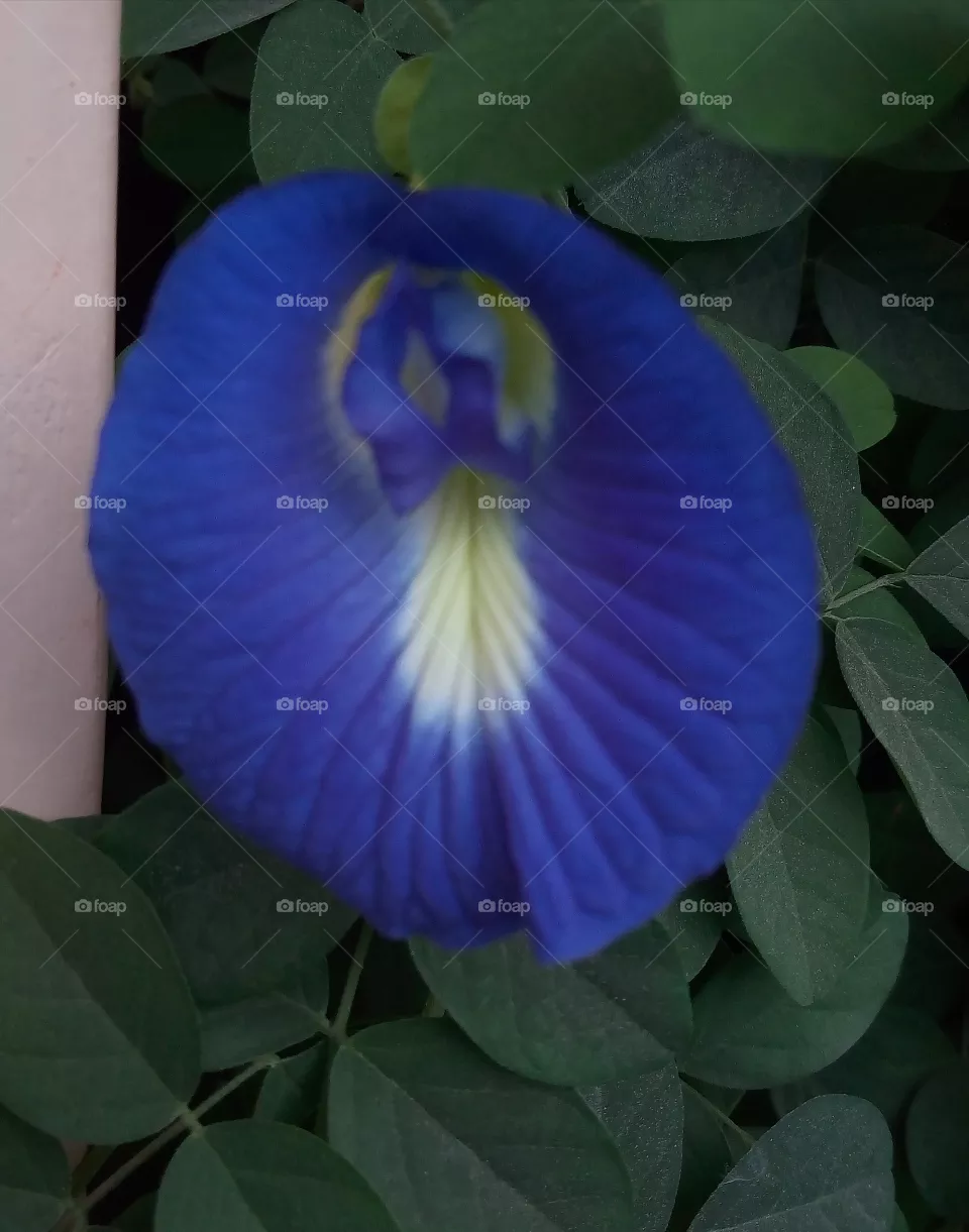 Blue Clitoria. Aprajita in Hindi. Also known as Asian Pigeon Wings, Blue Bell Vine, Blue Pea, Cordofan Pea and Darwin pea, ‘Butterfly Pea’ (Clitoria ternatea) is an amazing brain boosting herb native to tropical equatorial Asia.