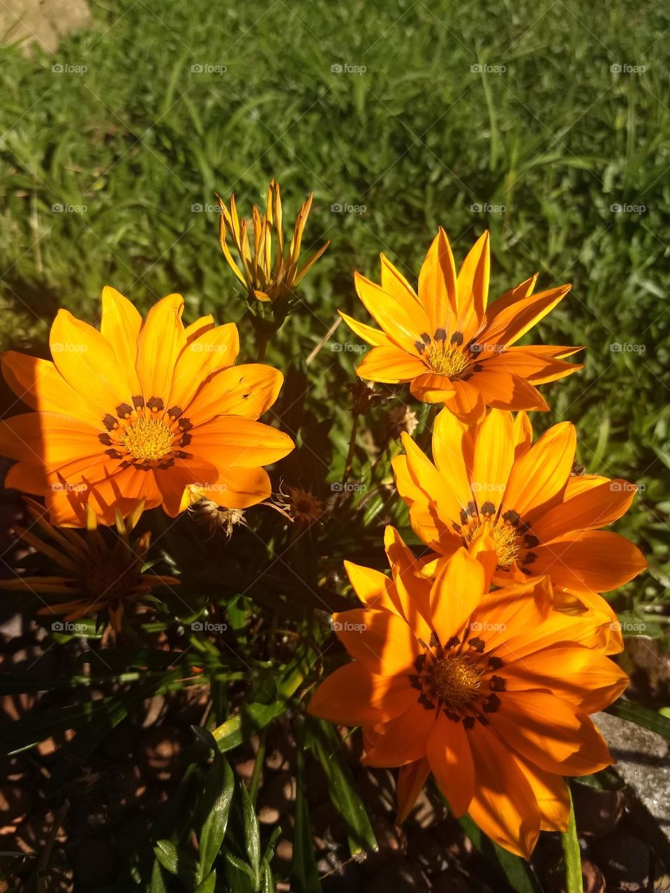 Orange Flowers