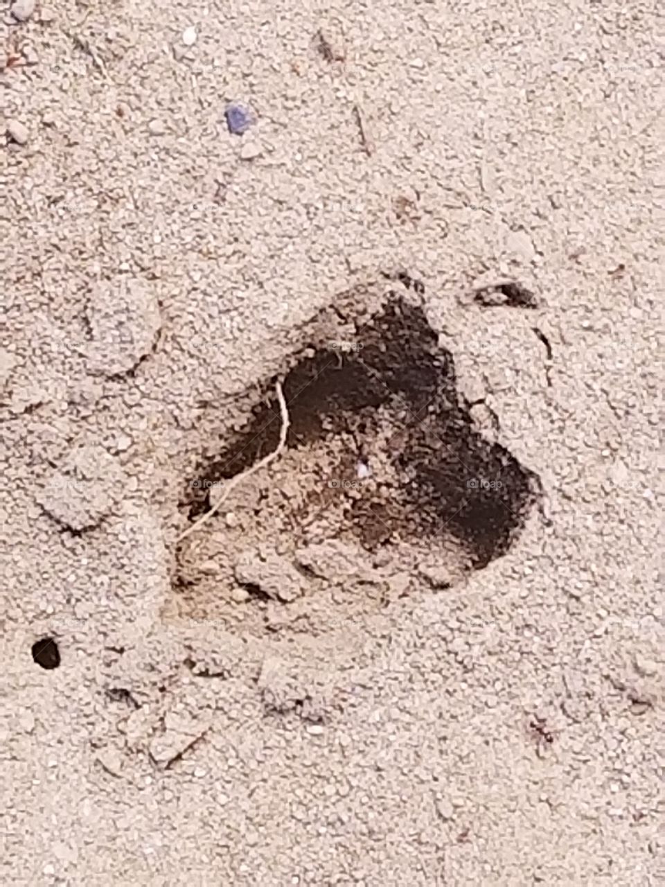 Deer track