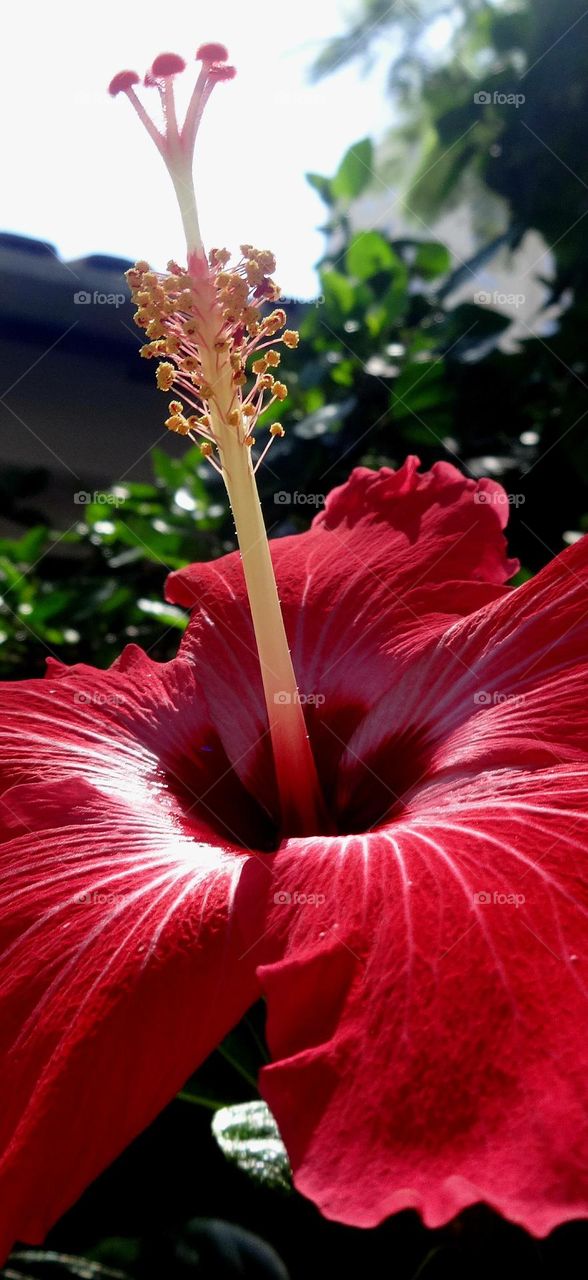 Rote Hibiskus