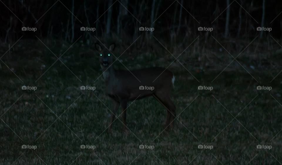 Spooky deer