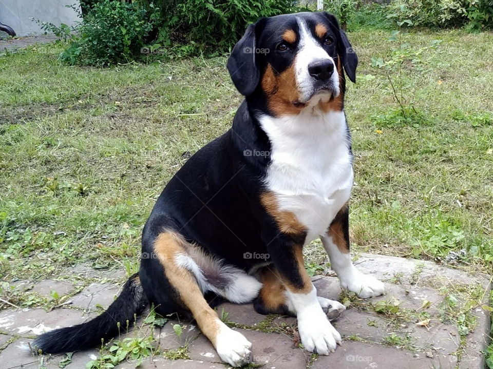 Swiss shepherd dog