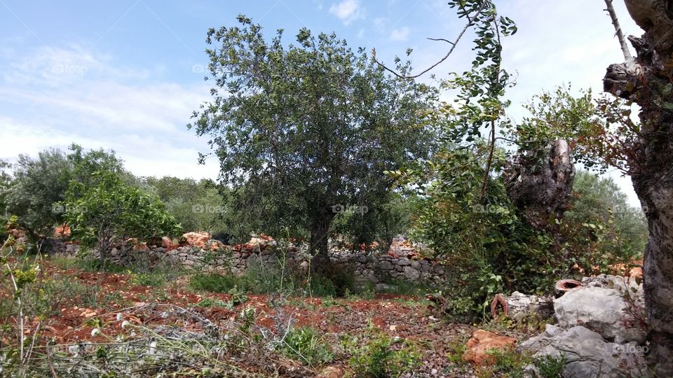 wild flowers in Algarve . wild olive trees and flowers in Algarve Portugal 