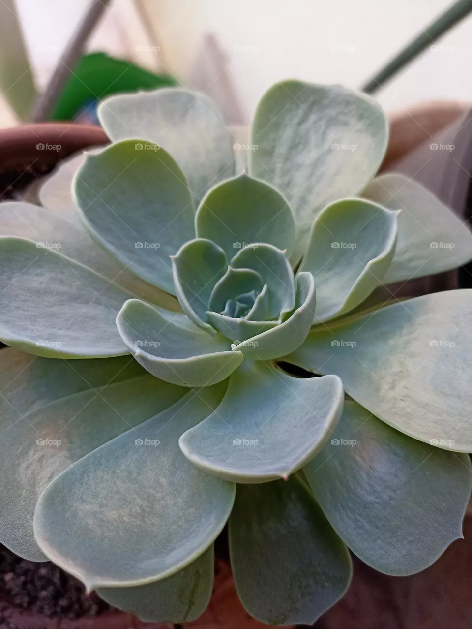 verde