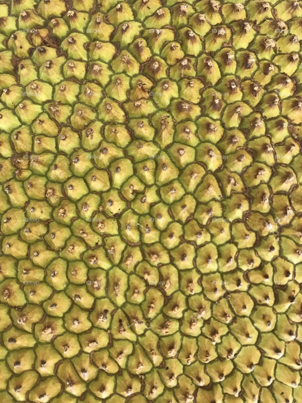 Jackfruit spikes 