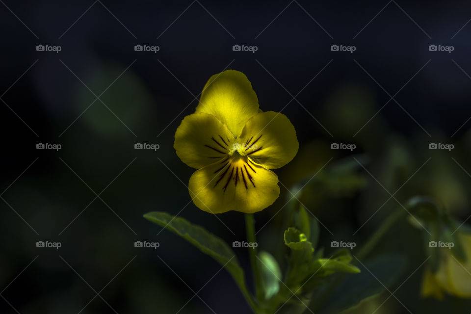 A yellow violet in the summer shade