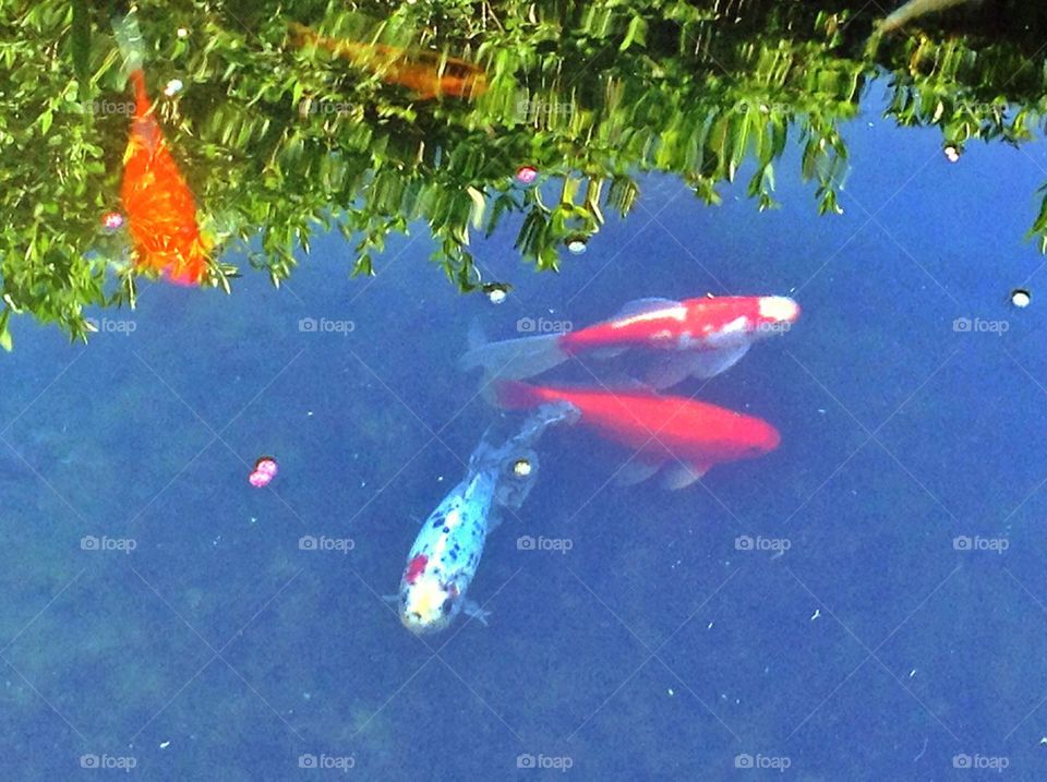 Garden, fish, garden pond