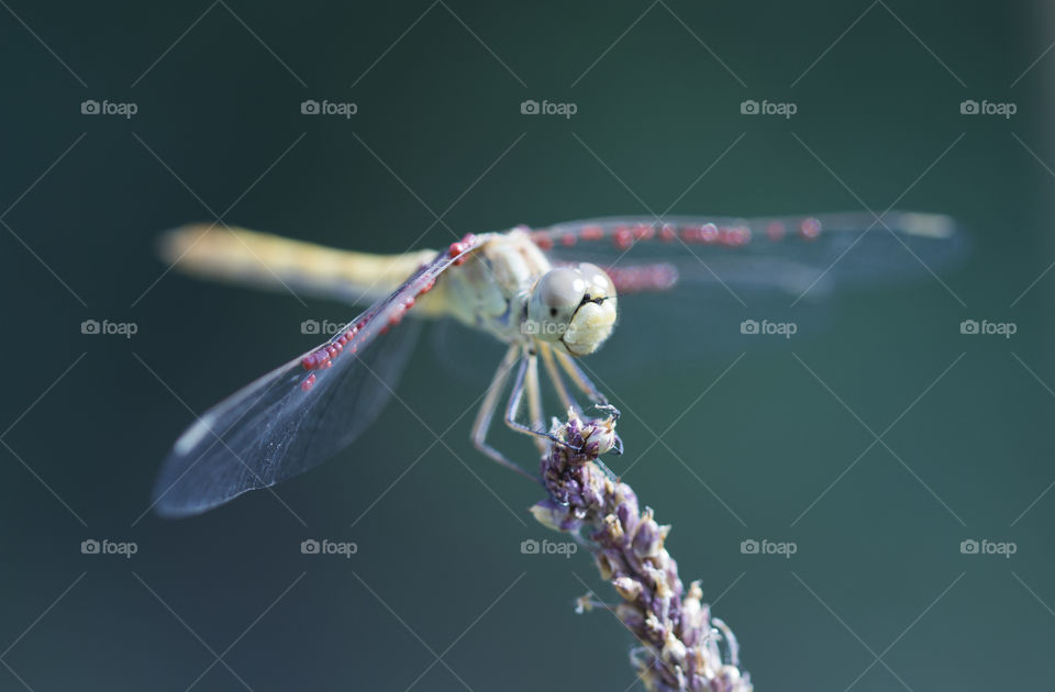 Dragonfly in the nature.  Beautiful vintage nature scene with dragonfly outdoor