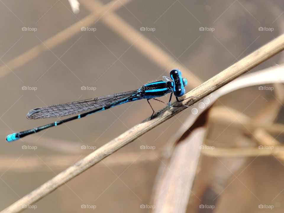 Blue Dragonfly on the river
