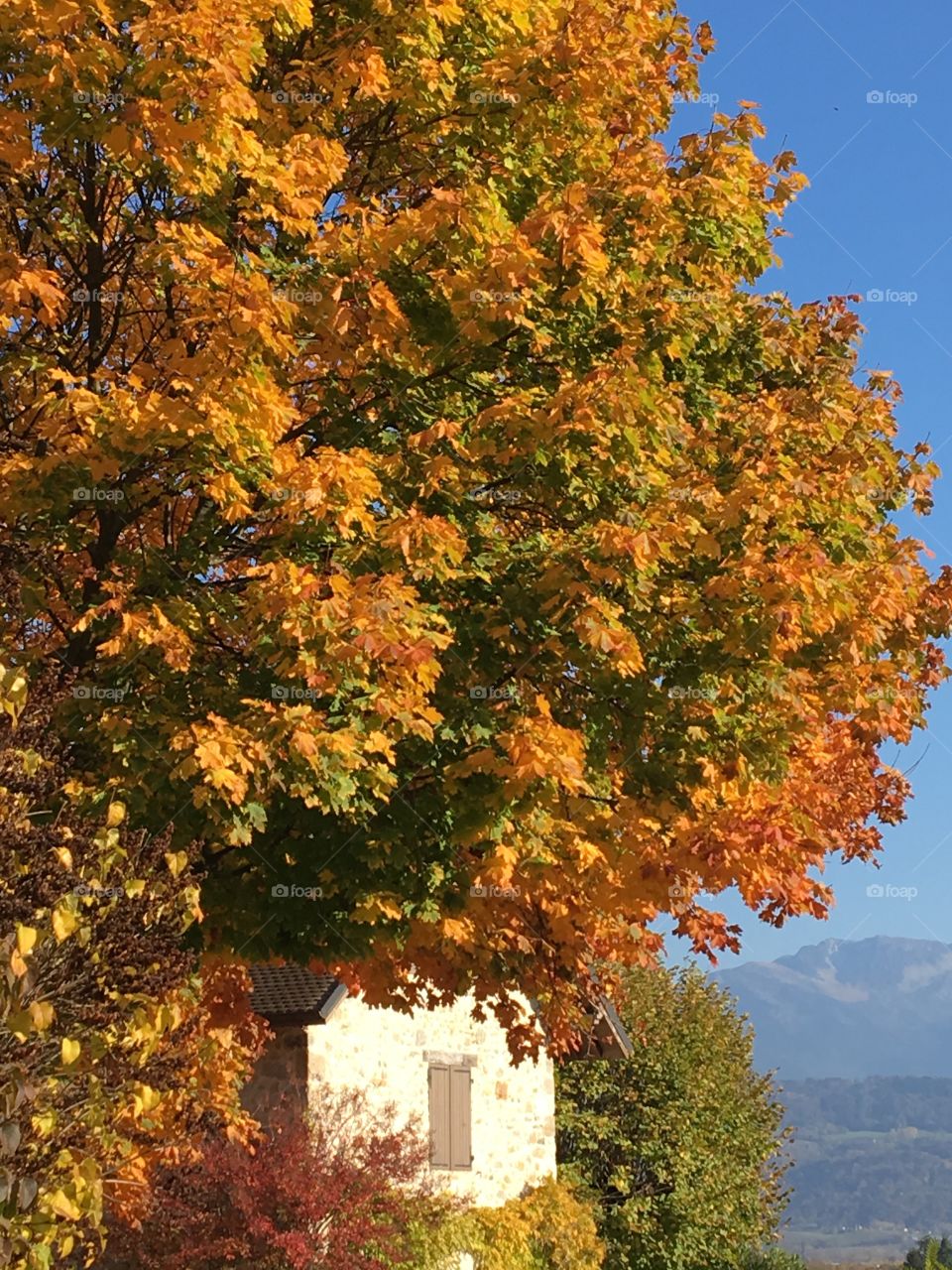 Colorful and majestic tree in autumn near old house with mountains in background 