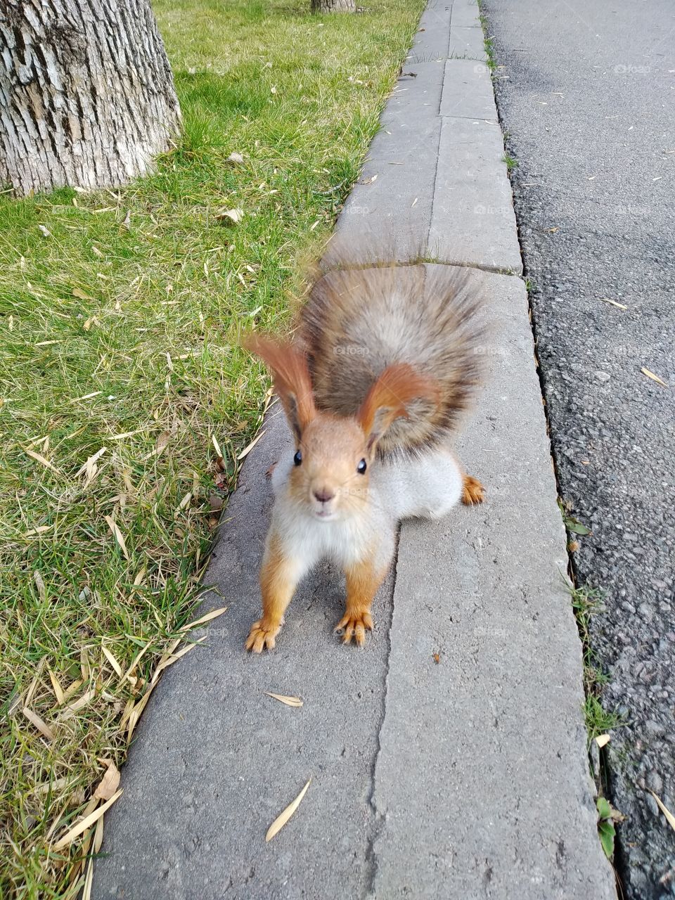 Squirrel