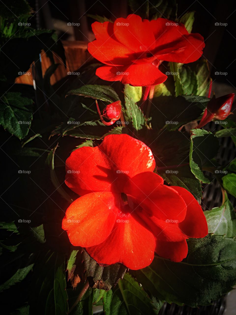 Orange Sun Patiens Flower