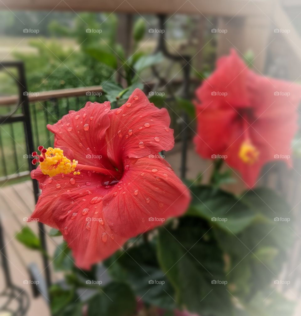 blooming hibiscus after rain