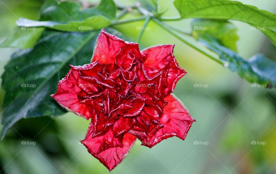 Red Flower