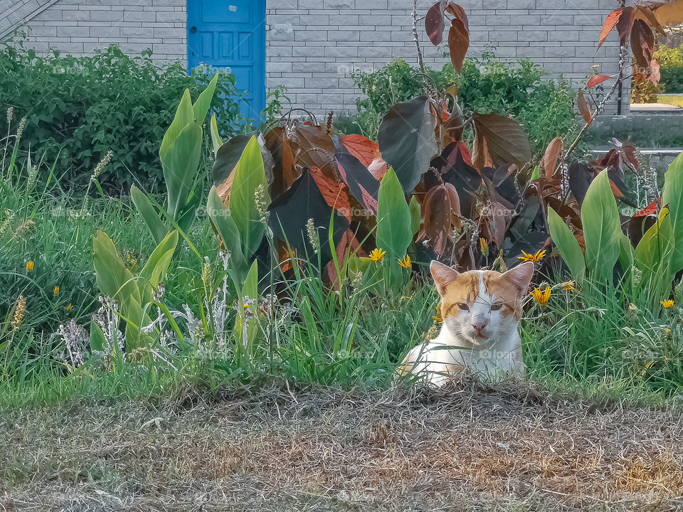 A cat in the garden. Shot 2.