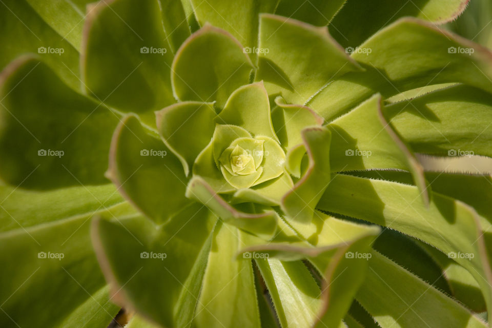Succulent 