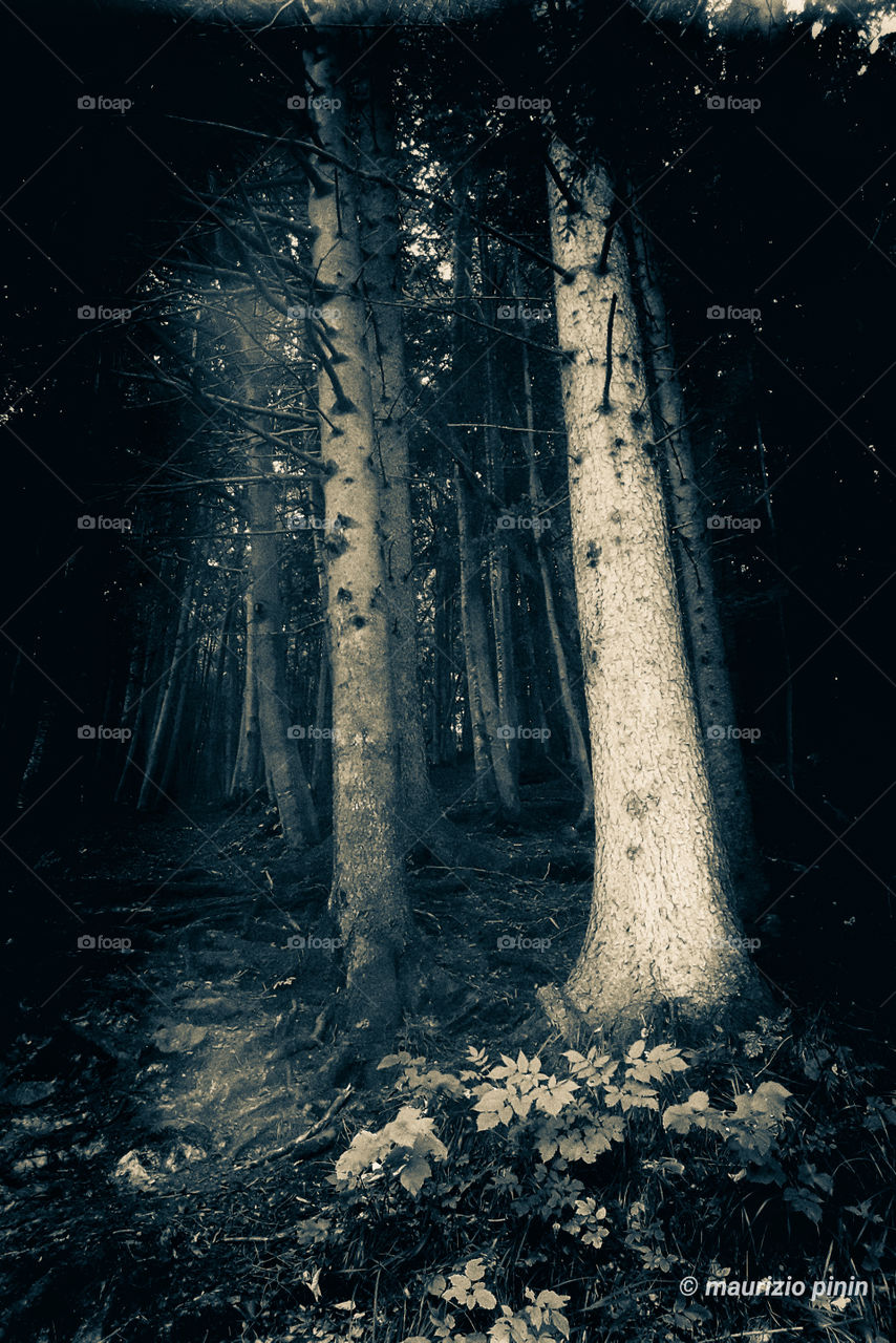 Dark Forest