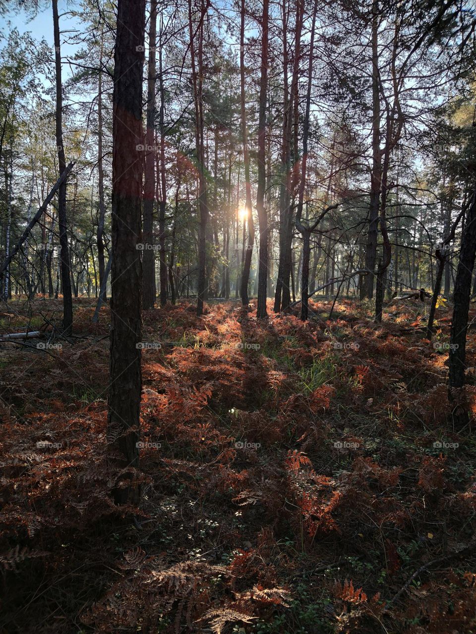 Shine bright in the forest