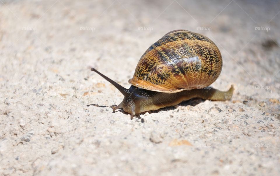 Snail