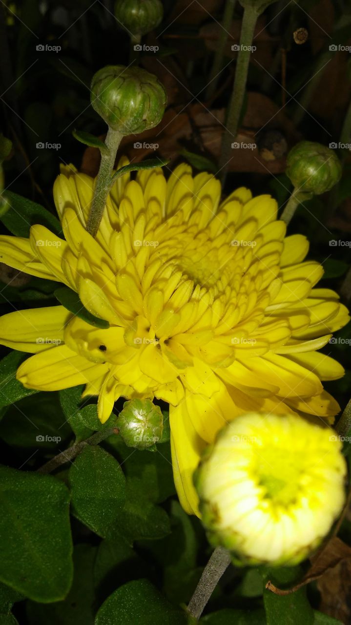 Nature, Flower, No Person, Flora, Garden