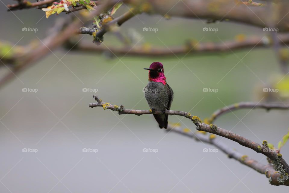 Hummingbird perched 