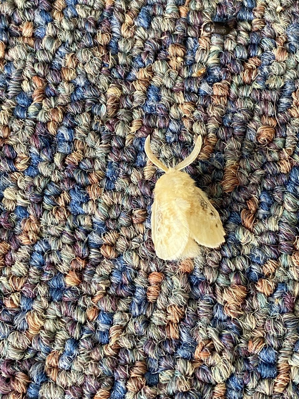 I think it’s a moth