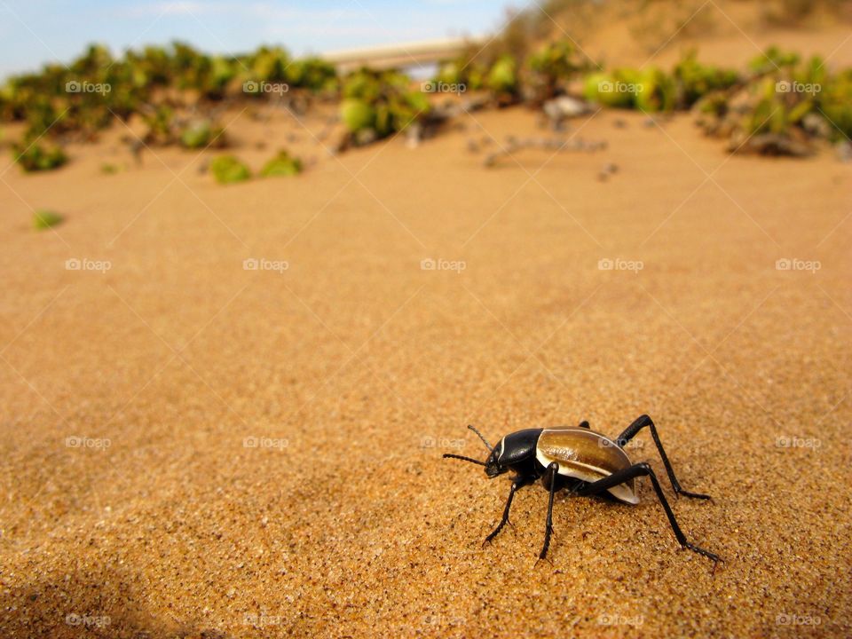 Tok-tokkie darkling beetle (Onymacris sp.) on sand of Namib desert in Namibia, South Africa