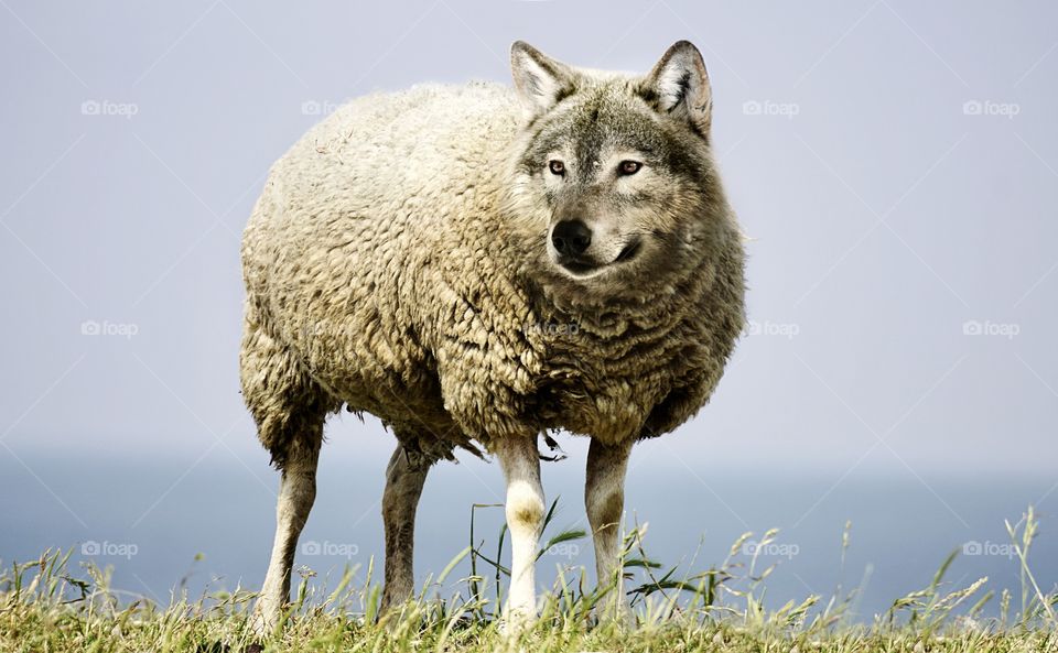 Unique Sheep and wolf combined 