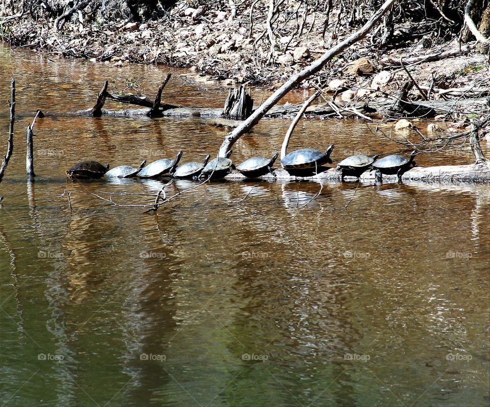 nine turtles sunning themselves on a tree limb on the bank of a lake