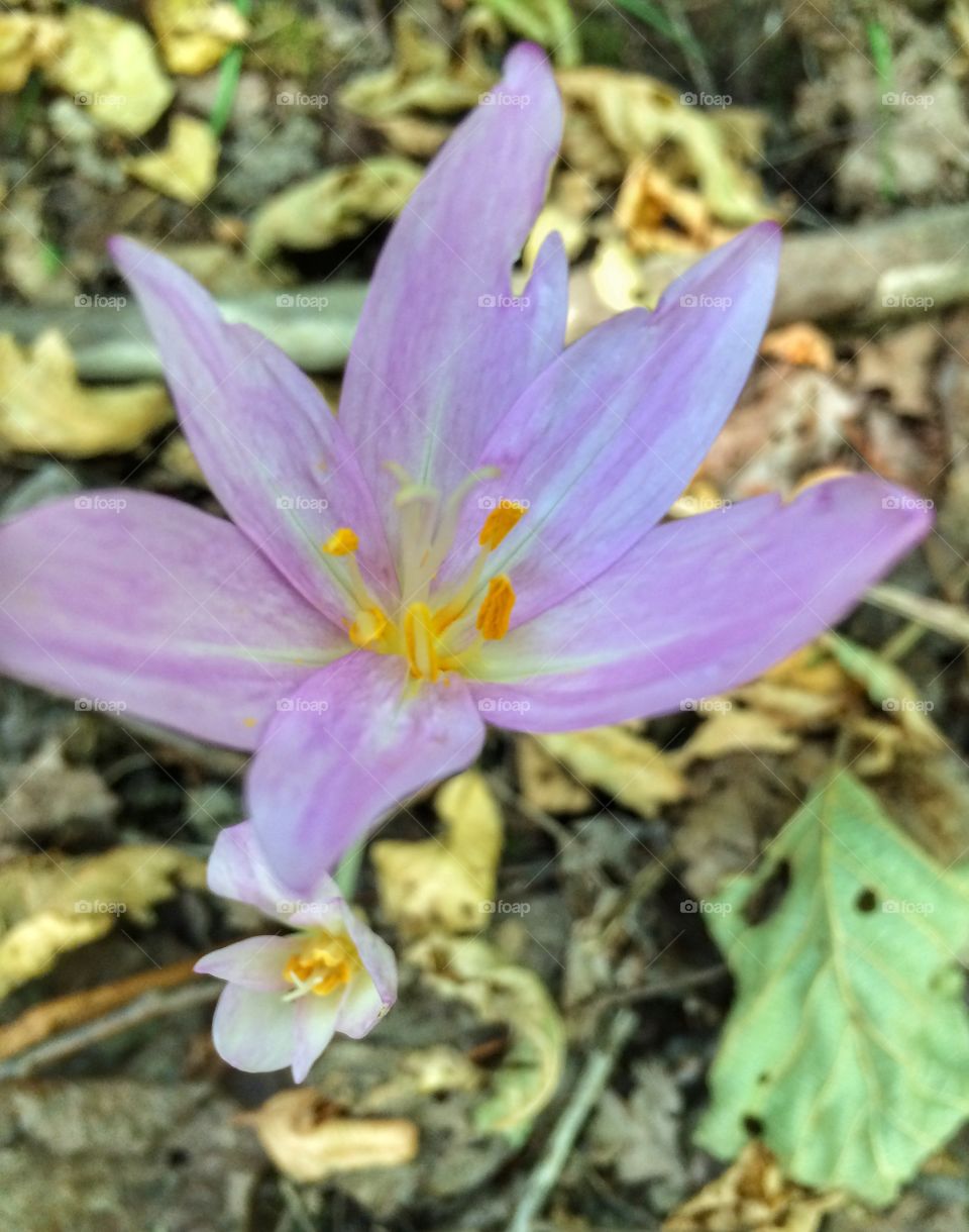 I fiori del bosco