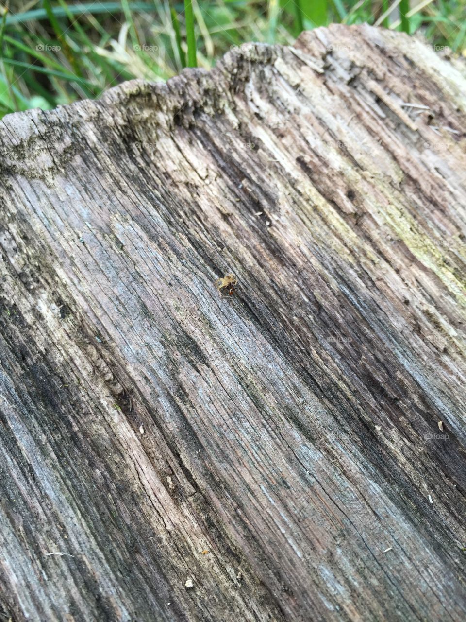 Ant with spider on a log